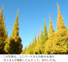 銀杏並木