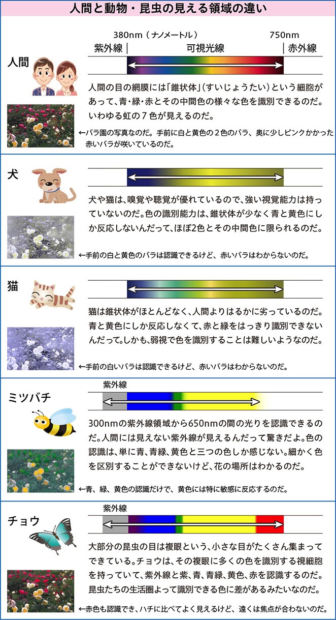 人間と動物・昆虫の見える領域の違い